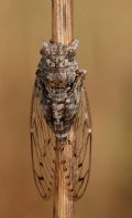 Cicada orni